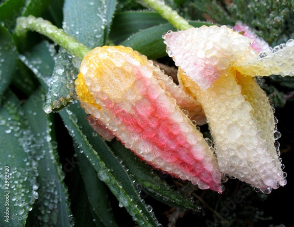 Obraz frozen flowers