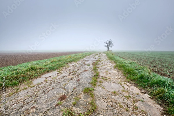 Fototapeta Moody foggy autumn landscape with agricultural fields and a decaying overgrown path leading into the white fog to a single bare tree. Seen in Germany, Bavaria / Franconia near Oedenberg in October.
