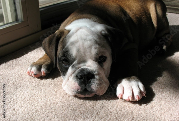 Obraz bulldog puppy