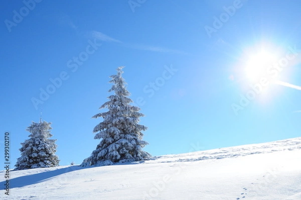 Obraz sapin dans la neige