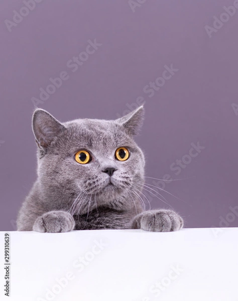 Obraz beautiful funny grey British cat peeking out from behind a white table with copy space
