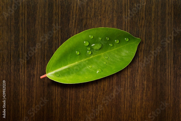 Obraz green leaf with drops of water on a wood texture background
