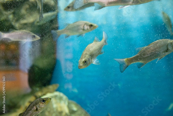 Fototapeta セイゴ