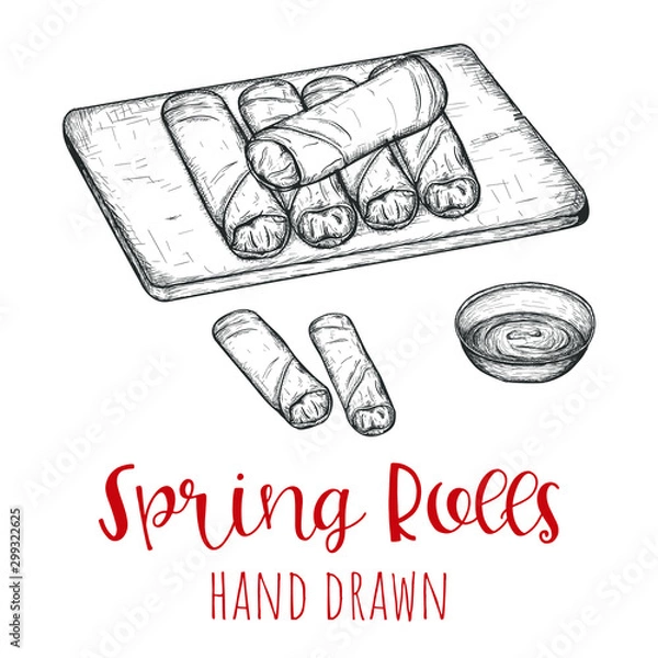 Fototapeta Spring rolls chinese dish, hand drawn vector illustration, isolated sketched design.