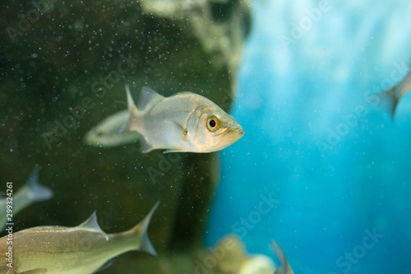 Fototapeta セイゴ