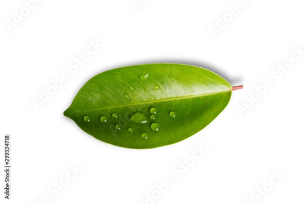 Obraz green leaf with water drops isolated on white