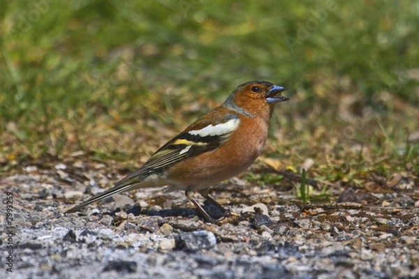 Fototapeta fringuello  a terra
