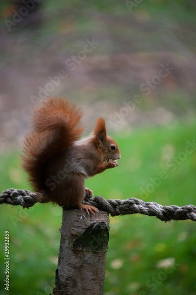 Obraz Red squirrel