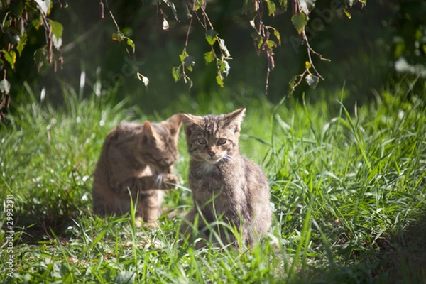 Obraz wild cat kittens