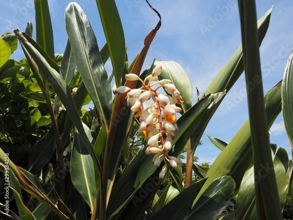 Fototapeta 月桃の花