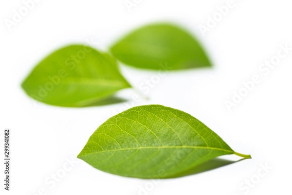 Obraz green leaf on white background