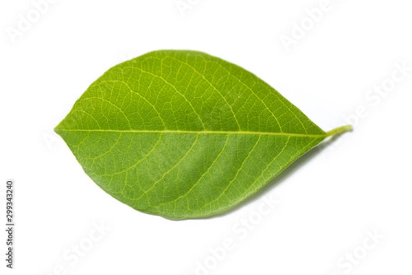 Obraz green leaf  on white background