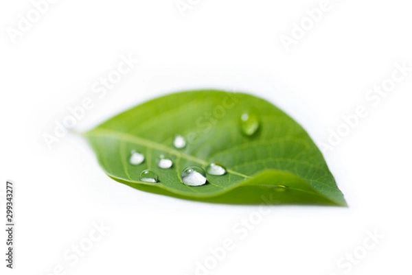 Obraz green leaf with water drops on white background