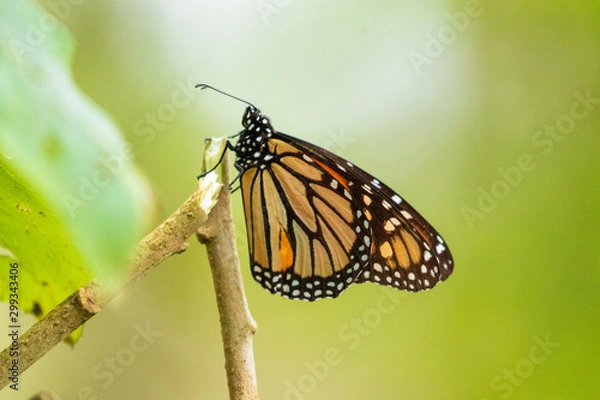 Obraz Monarch buterfly over green background