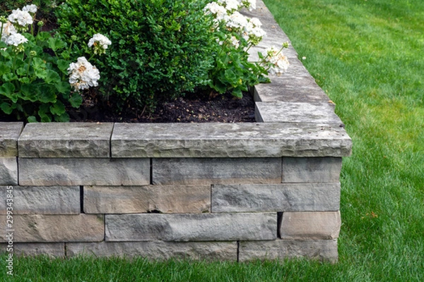Fototapeta A natural stone retaining wall with matching coping creates a raised planter bed which has been planted with white roses.  It is the perfect height to sit on, expanding outdoor seating in the garden.