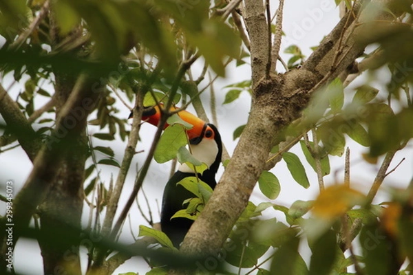 Obraz tucano toco