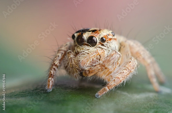 Obraz baby jumping spider on a leaf