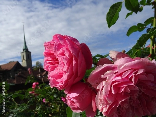 Obraz Rosenduft in Bern