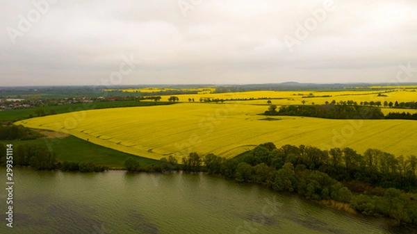 Fototapeta Yellow and green rapeseed fields in sping, splendid yellow color, aerial view, Germany oilseed rape agricultural fields. Canola