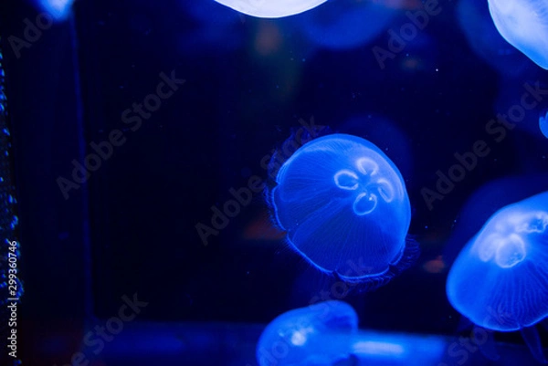 Fototapeta ミズクラゲ