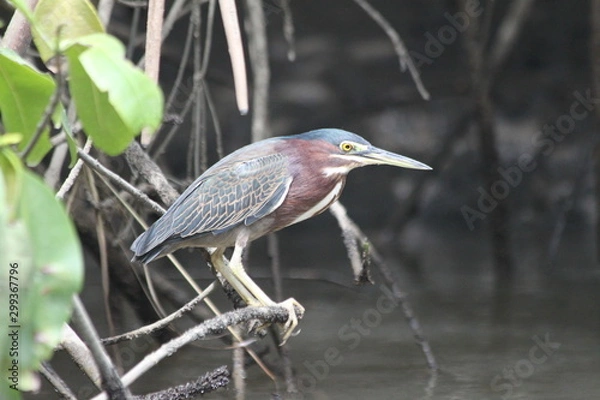Fototapeta Héron vert