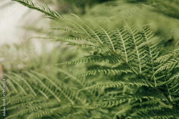 Fototapeta Tropical fern leaves, nature pattern background. Abstract background. Fern texture. Green bush.