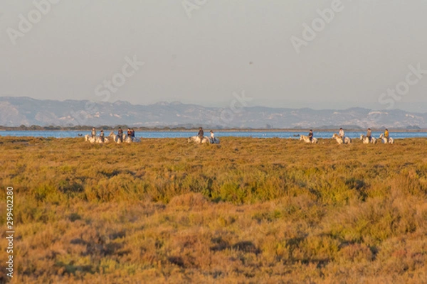 Obraz camargues