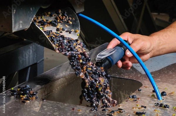 Obraz Elaboracion vino