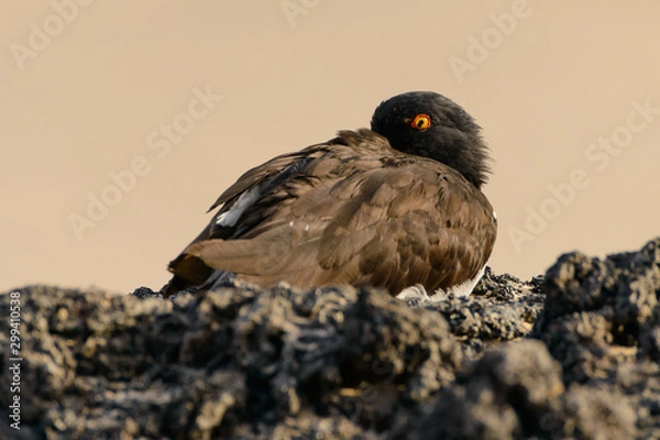 Obraz A Galapagos Oystercatcher, trying to sleep with one eye open.