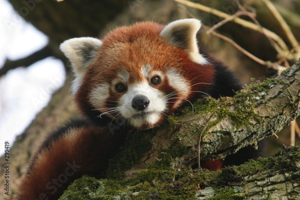 Fototapeta petit panda roux