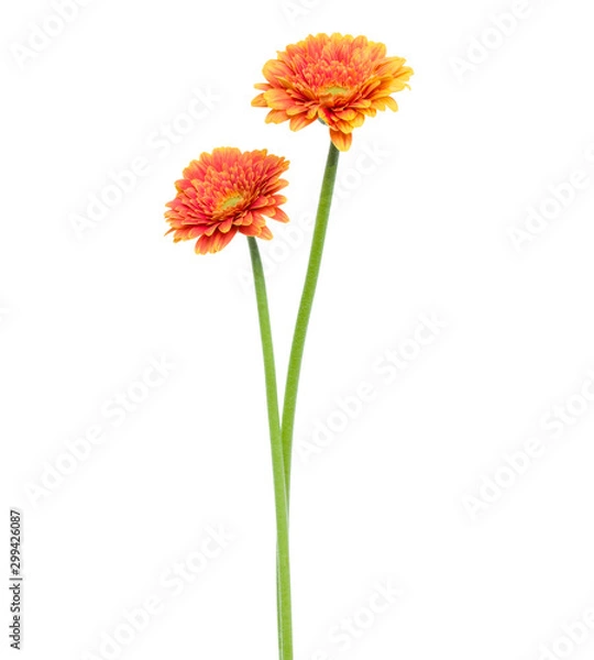 Obraz two Vertical orange gerbera flowers with long stem isolated over white background.