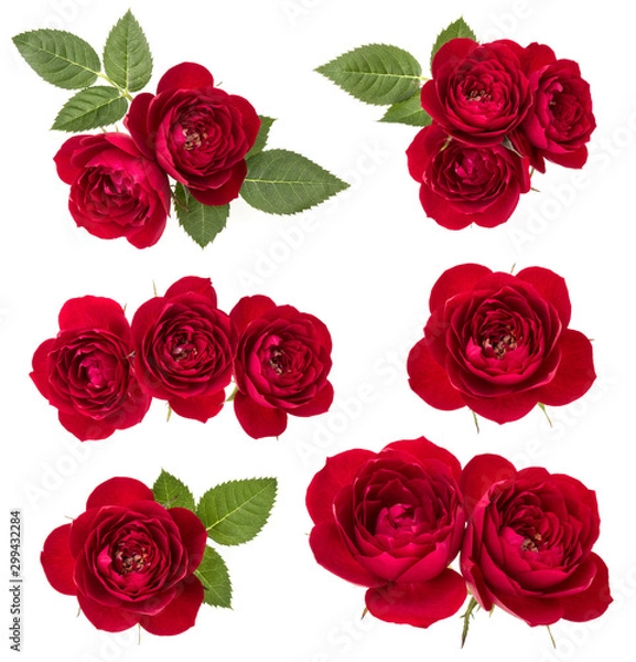 Fototapeta Collection of red roses isolated on white background. Set of different bouquet. Flat lay, top view.