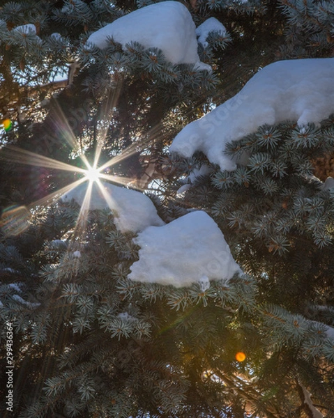 Obraz Spruce tree with snow and sun flare