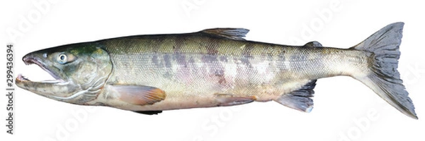 Fototapeta Chum salmon Oncorhynchus keta isolated on white background. Alive delicious salmon fish closeup.