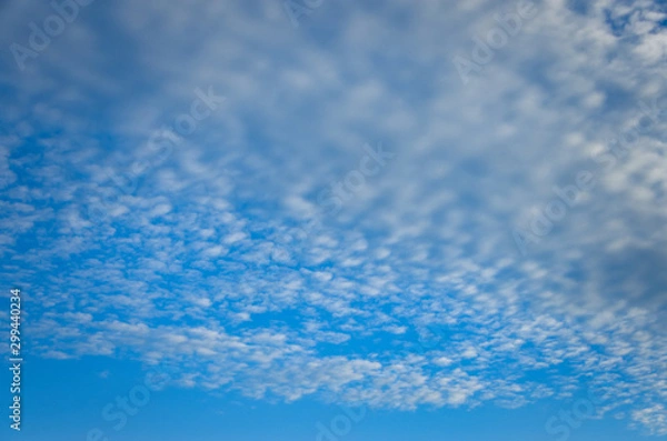 Fototapeta うろこ雲