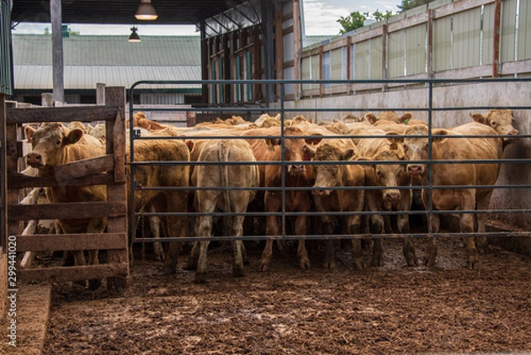 Obraz cows in a stable