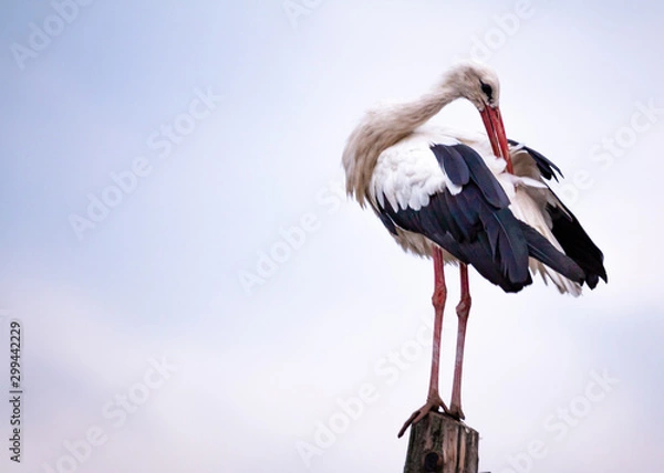 Obraz Ciconia ciconia at dusk