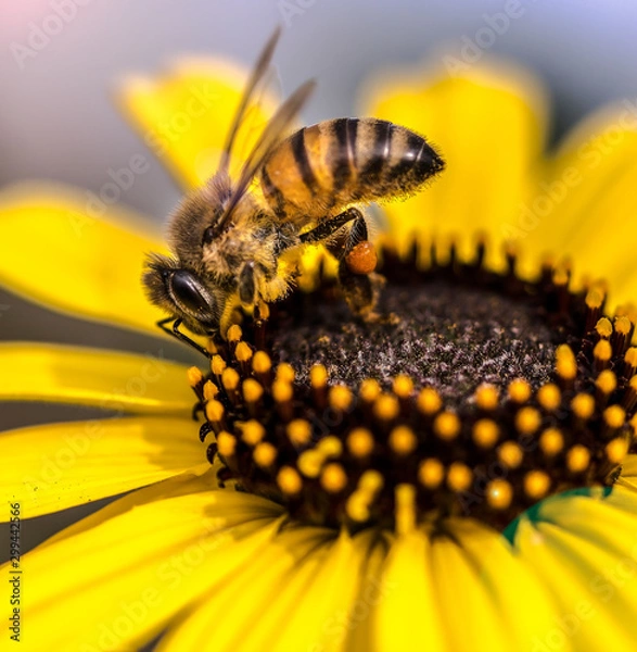 Obraz bee on yellow flower