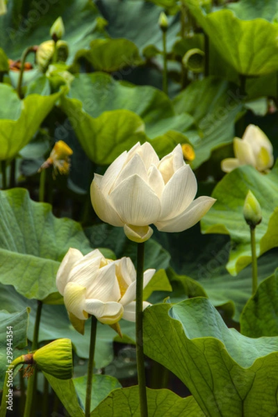 Obraz Lotus flower