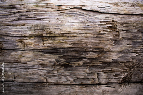 Fototapeta Texture of light, old wood. color straw with a gray tinge