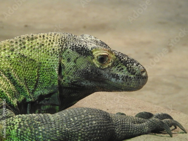 Obraz Komodo on the Rock