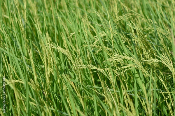 Obraz Feather rice ,plant swaying or move by the wind, blur abstract background of cereal plant move by the wind