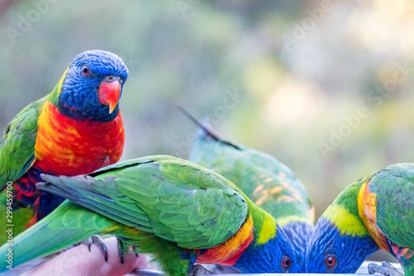 Fototapeta Rainbow lorikeets feeding in a Zoo in Queensland