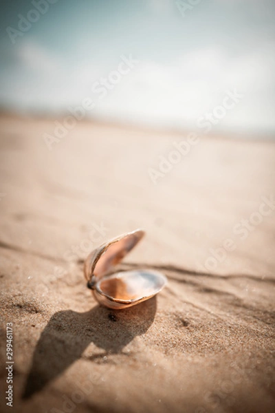 Fototapeta Shell on a Sand Dune in the Desert