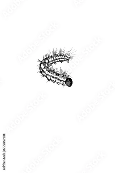 Fototapeta caterpillar 