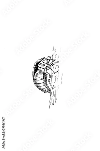 Fototapeta Cicada Shell