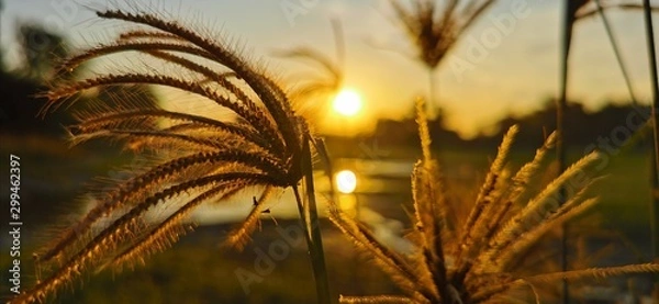 Obraz wheat in the sunset
