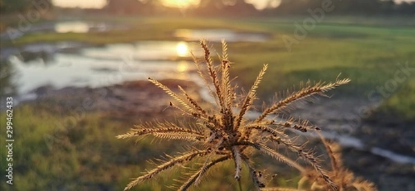 Obraz pine needles on a blue background