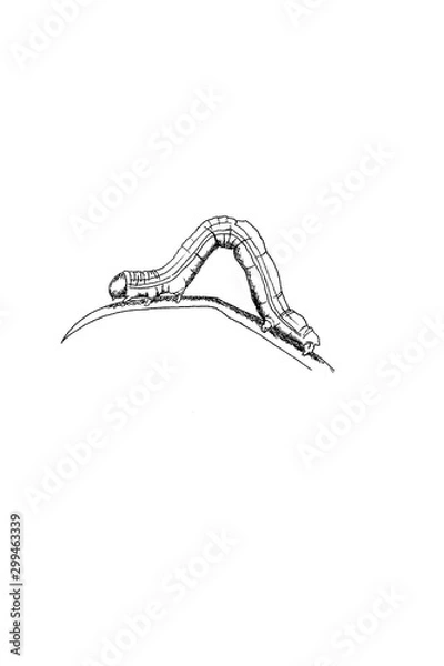Fototapeta Inch worm