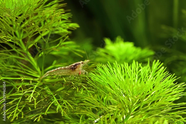 Obraz ミナミヌマエビ